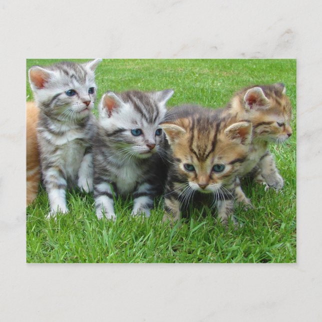 Postal Gatitos dulces (Anverso)