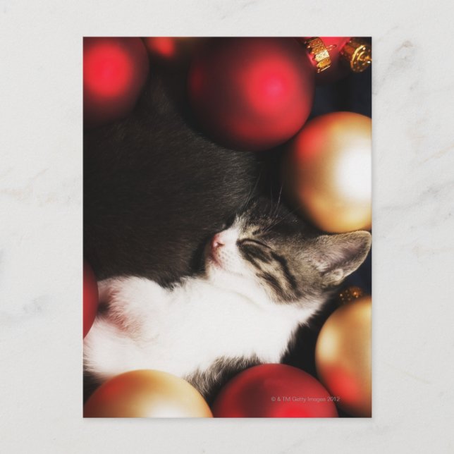 Postal Gatitos durmiendo en decoraciones (Anverso)