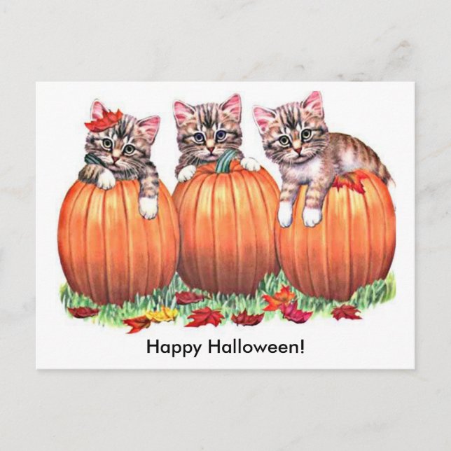 Postal Gatitos en calabazas para Halloween (Anverso)