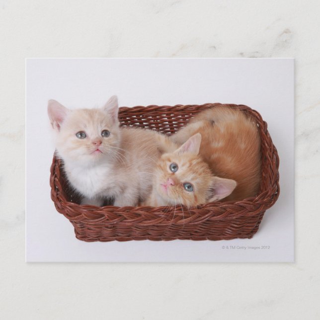 Postal Gatitos en canasta (Anverso)