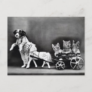 Postal Gatitos en un carro