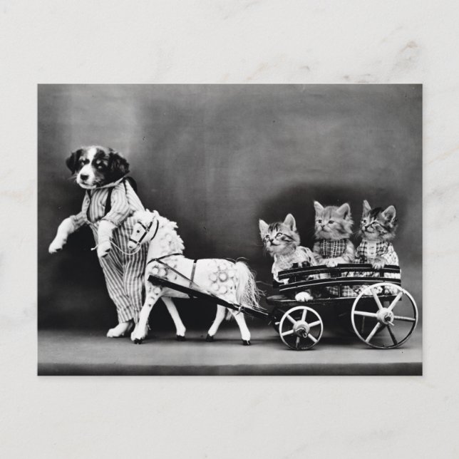 Postal Gatitos en un carro (Anverso)