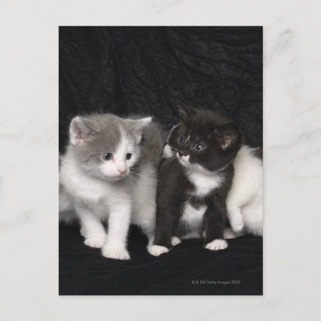 Postal Gatitos en un estudio (Anverso)