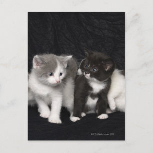 Postal Gatitos en un estudio