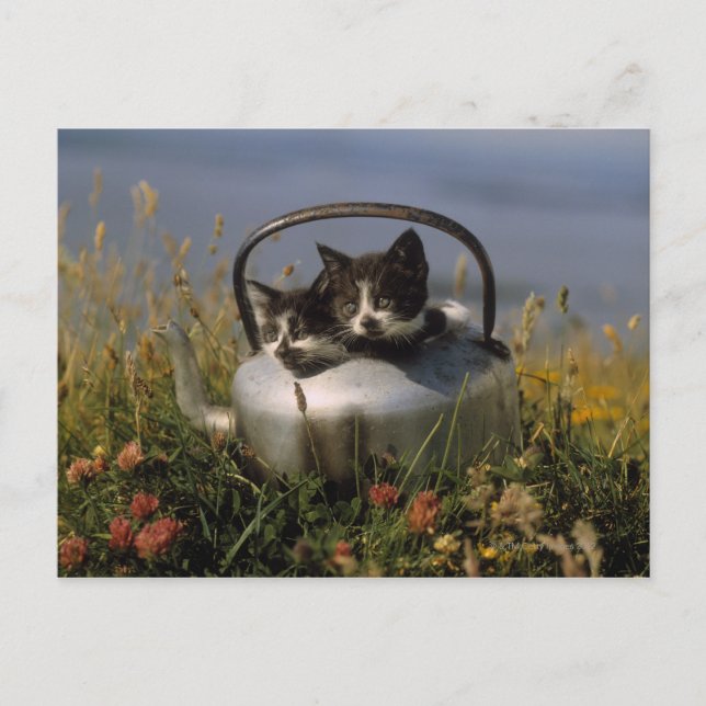 Postal Gatitos en un viejo hervidor (Anverso)