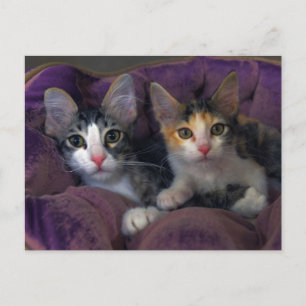 Postal Gatitos en una cama púrpura