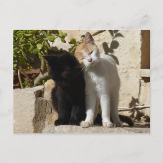 Postal Gatitos lindos negros y naranjas blancos