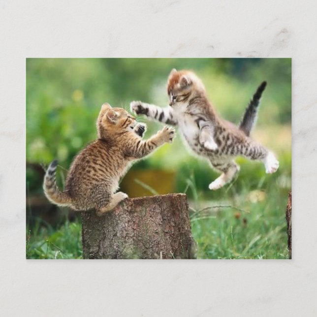 Postal Gatitos noruegos del bosque (Anverso)
