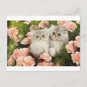 Postal Gatitos persas juegan en flores rosadas