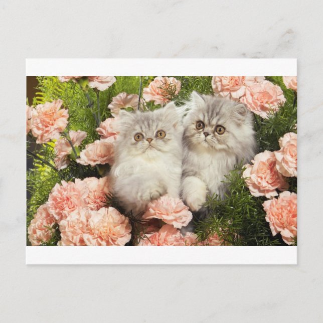 Postal Gatitos persas juegan en flores rosadas (Anverso)