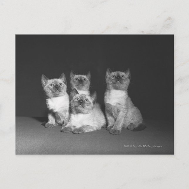 Postal Gatitos siameses buscando un alojamiento y desayun (Anverso)