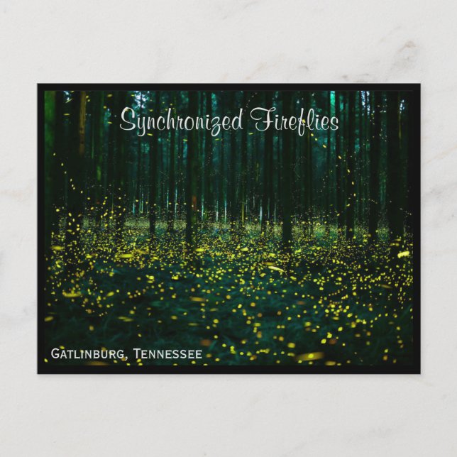 Postal Gatlinburg Tennessee Postcard TN (Anverso)