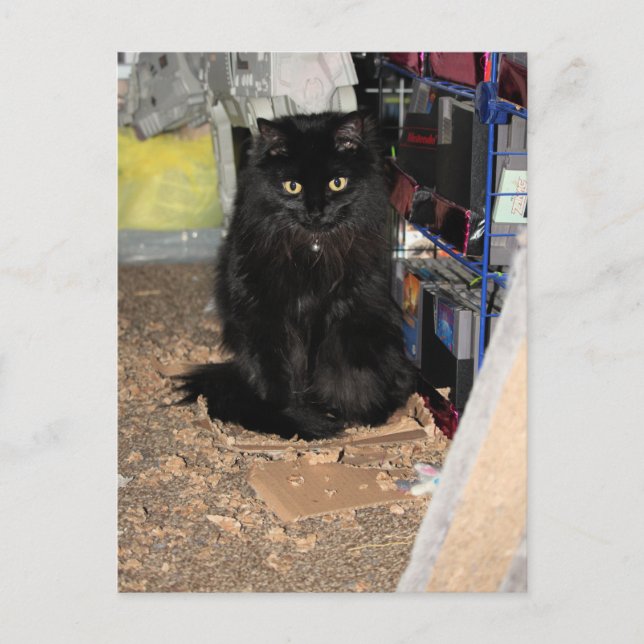 Postal Gato (Anverso)