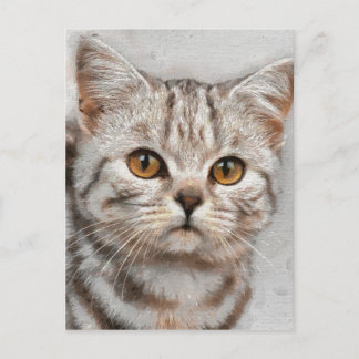 Postal gato