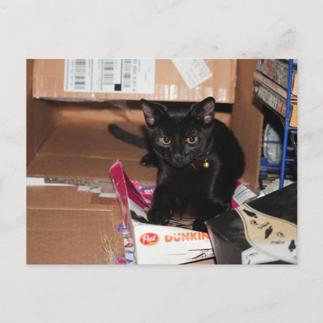 Postal Gato (Anverso)
