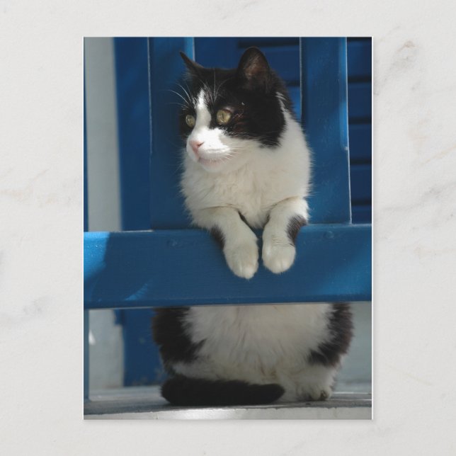 Postal Gato (Anverso)