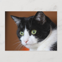 Postal Gato