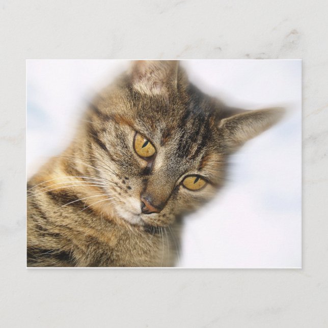 Postal Gato (Anverso)