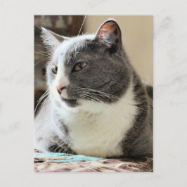 Postal Gato