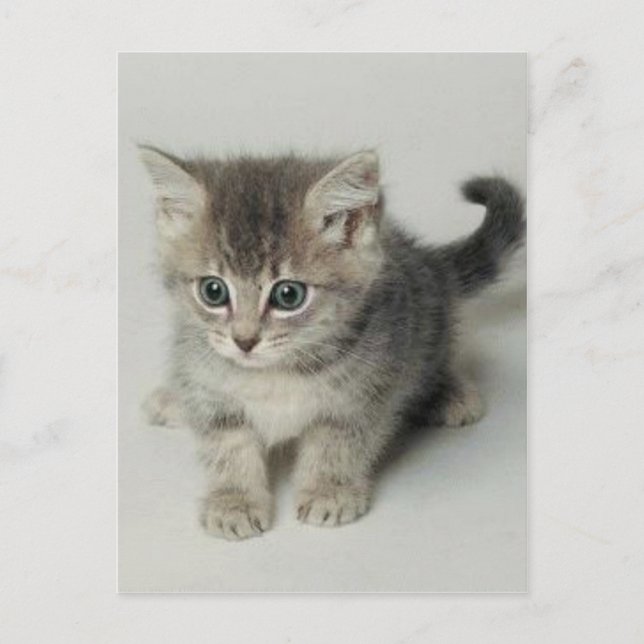 POSTAL GATO (Anverso)