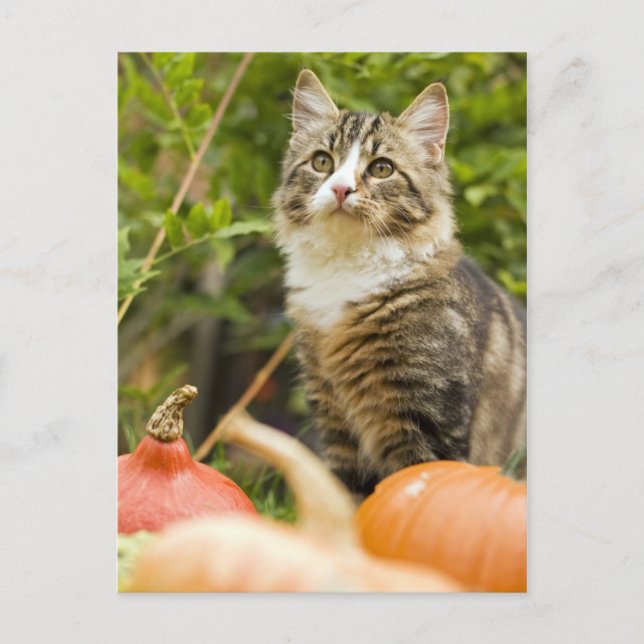 Postal Gato (Anverso)