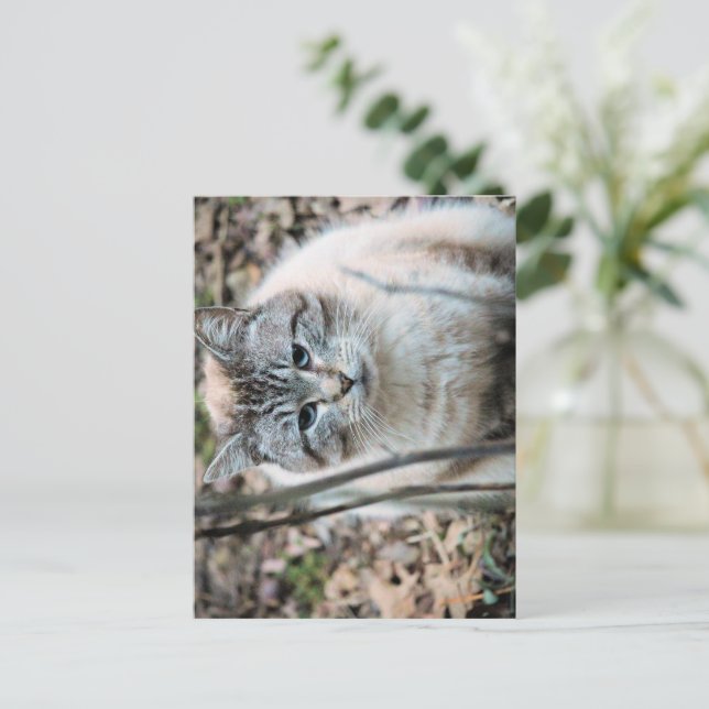 Postal Gato (Anverso de pie)