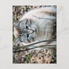 Postal Gato