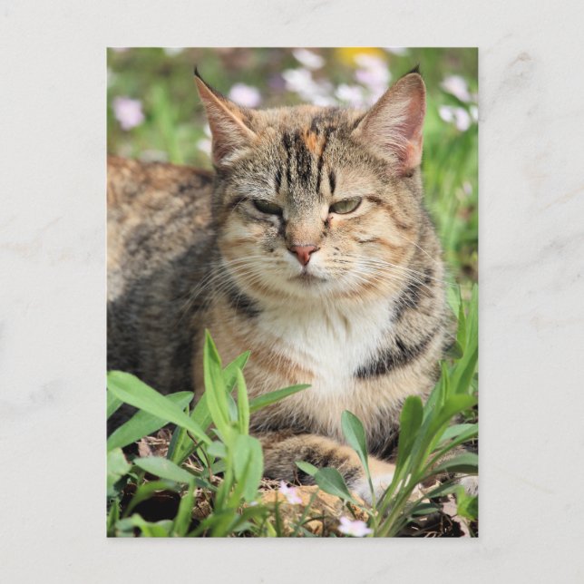 Postal Gato (Anverso)