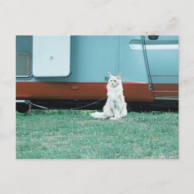 Postal Gato (Anverso)