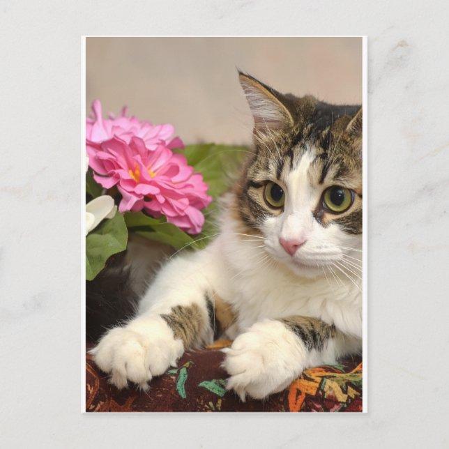 Postal Gato (Anverso)