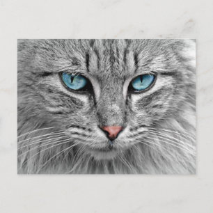 Postal Gato