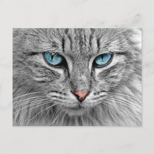 Postal Gato (Anverso)