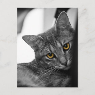 Postal Gato