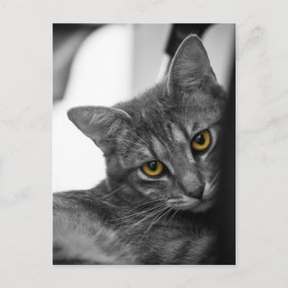 Postal Gato