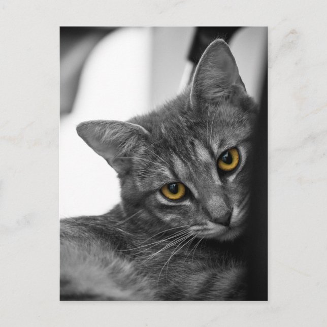 Postal Gato (Anverso)