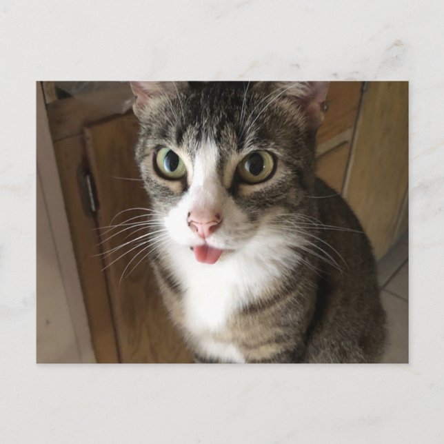 Postal Gato (Anverso)
