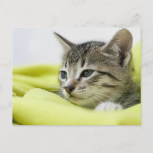 Postal Gato