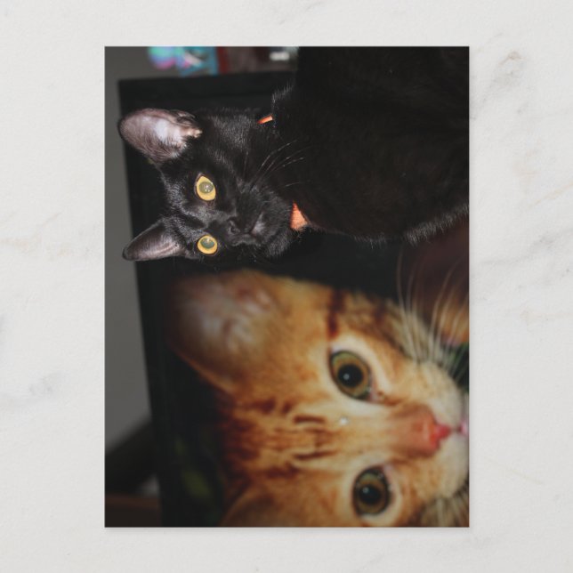 Postal Gato (Anverso)