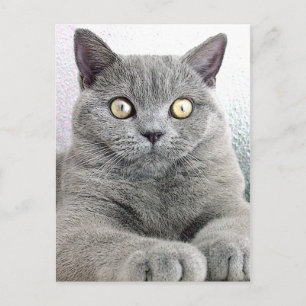 Postal gato