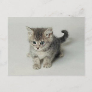 POSTAL GATO