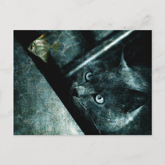 Postal Gato abisal - Postcard (Anverso)