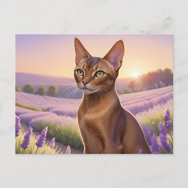 Postal Gato abisino en campo de lavanda (Anverso)