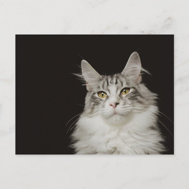 Postal Gato adulto Maine Coon (Anverso)