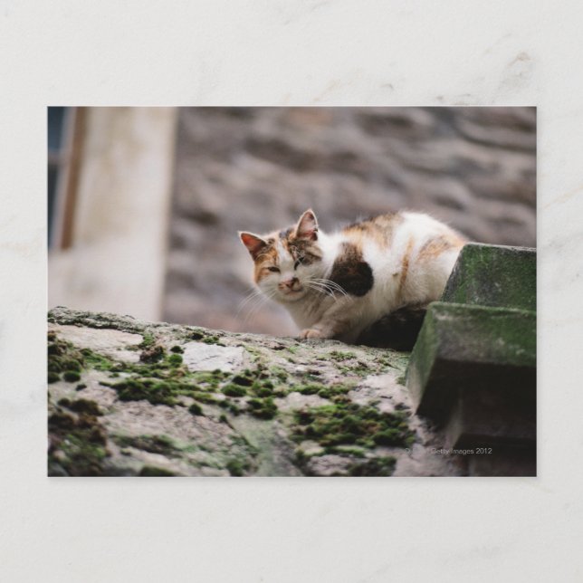 Postal Gato agachándose en la pared de una roca (Anverso)