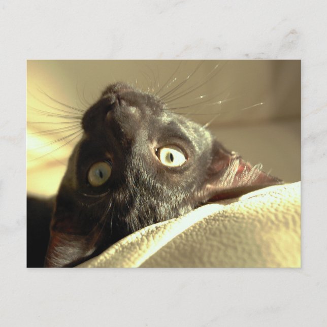 Postal ¡Gato al revés! (Anverso)