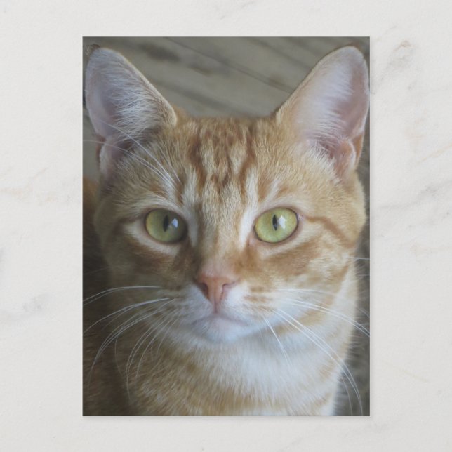 Postal Gato amarillo (Anverso)