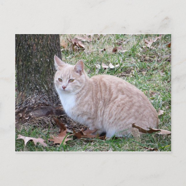 Postal Gato amarillo pálido (Anverso)