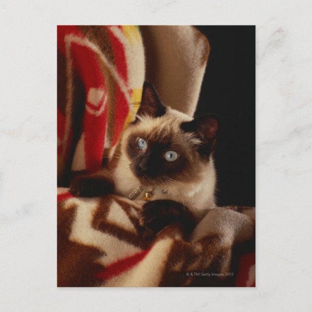 Postal Gato asomando el tejido (Anverso)