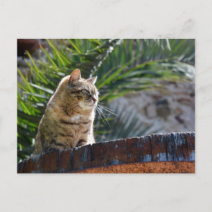 Postal Gato atigrado al aire libre relajándose en un barr
