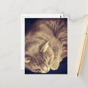 Postal gato atigrado gris adorable durmiendo